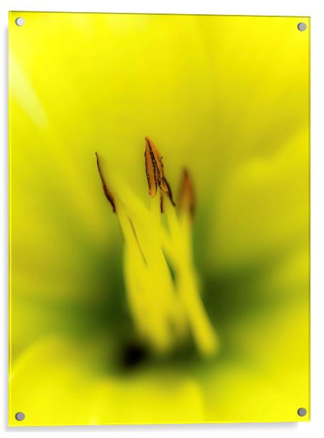 Yellow Lily Acrylic by Gareth Burge Photography