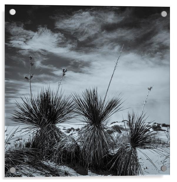 Yucca #2, White Sands Acrylic by Gareth Burge Photography