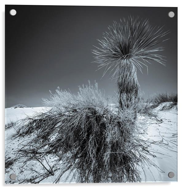 Yucca #4, White Sands Acrylic by Gareth Burge Photography