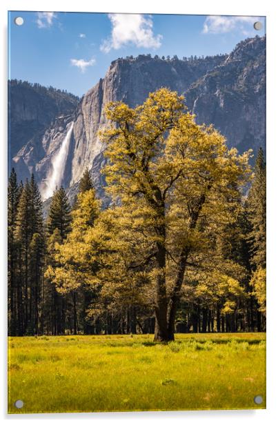 Backlit tree with Yosemite Falls Acrylic by Gareth Burge Photography