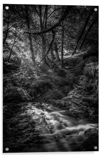 Mono Sunlit Woodland Glade Acrylic by Gareth Burge Photography