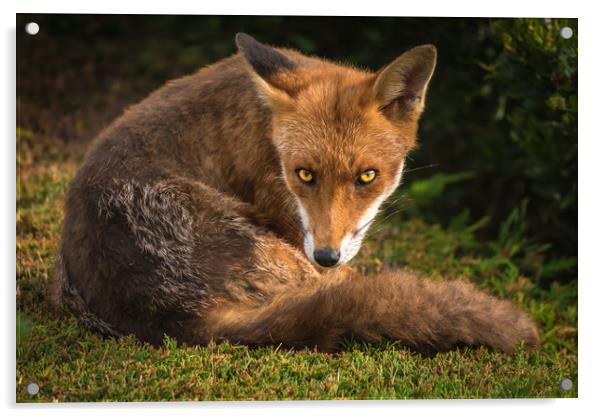 Fox Stare 1 Acrylic by Gareth Burge Photography