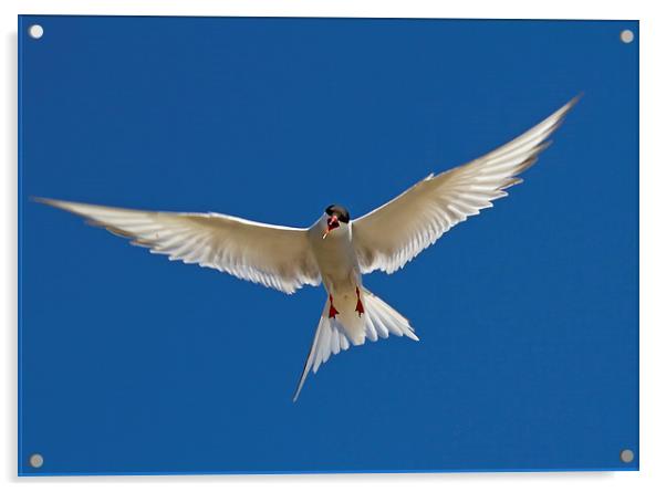  Arctic Tern Acrylic by Sue Dudley