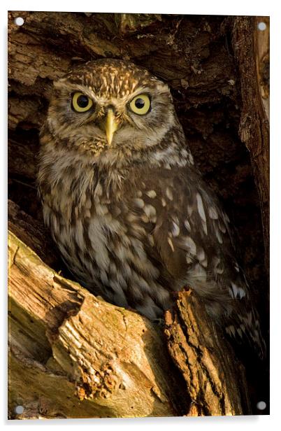  Little Owl in Tree Acrylic by Sue Dudley
