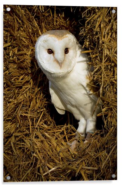  Barn Owl in Straw Acrylic by Sue Dudley