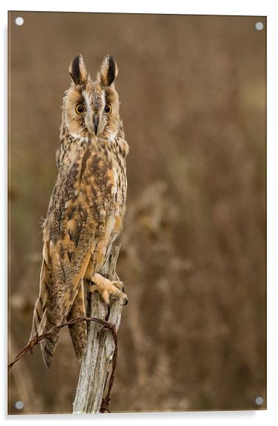  Long Eared Owl Acrylic by Sue Dudley