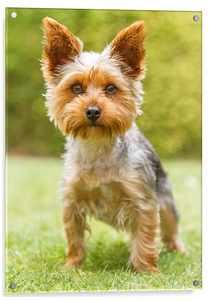  Yorkshire Terrier Acrylic by Sue Dudley