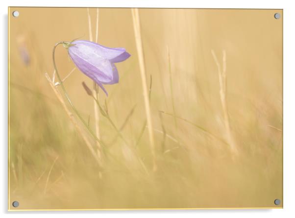Lone Harebell Acrylic by Sue Dudley