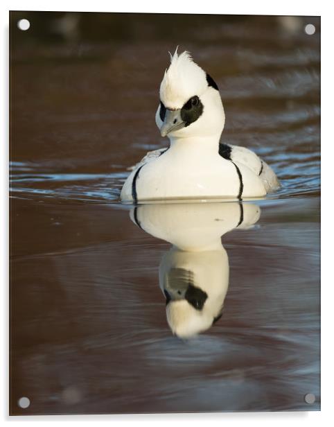Reflected Smew (portrait format) Acrylic by Sue Dudley