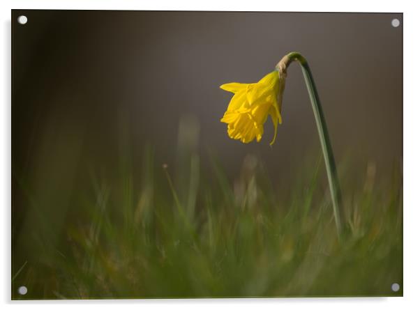Lone Daffodil Acrylic by Sue Dudley