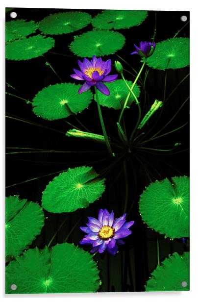 Lily Lilac Acrylic by david joseph