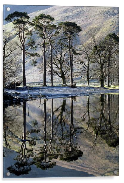 Buttermere Pines Acrylic by Martin Parratt
