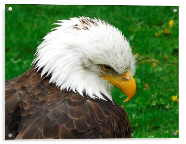 The American Bald Eagle Acrylic by Bill Lighterness