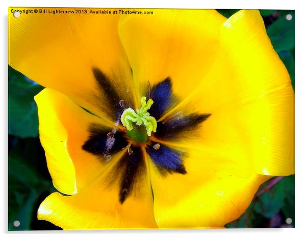 Yellow Tulipa Acrylic by Bill Lighterness