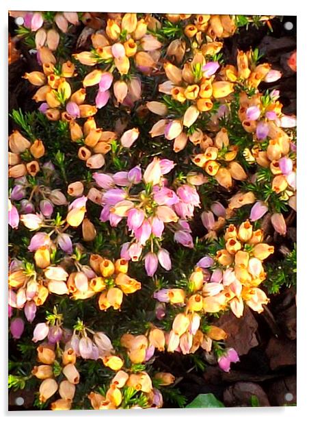 Tiny heather flowers Acrylic by Bill Lighterness
