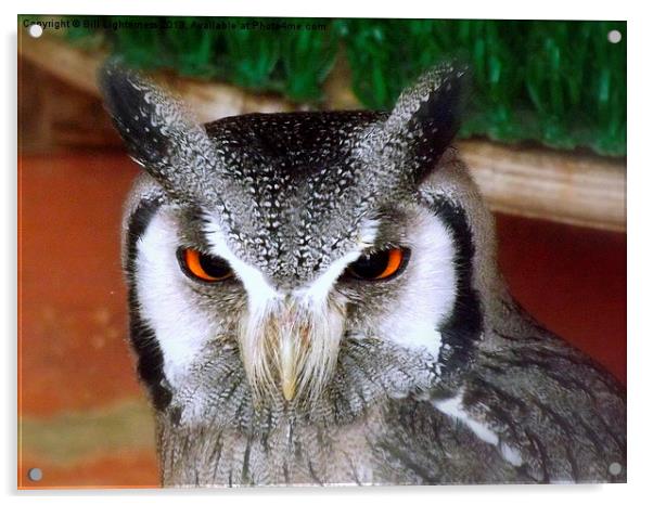 White faced scops owl Acrylic by Bill Lighterness