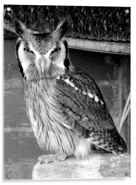 Scops Owl , Black and white Acrylic by Bill Lighterness