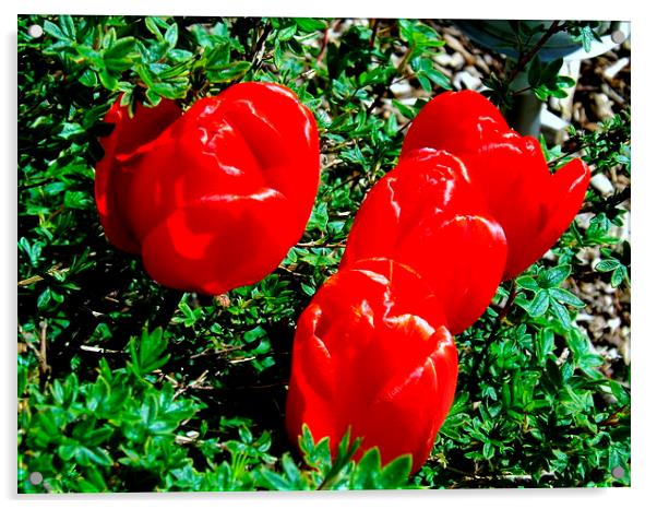 Glorious Red Tulips Acrylic by Bill Lighterness