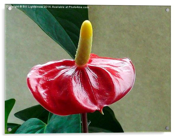 Anthurium Plant 2 Acrylic by Bill Lighterness