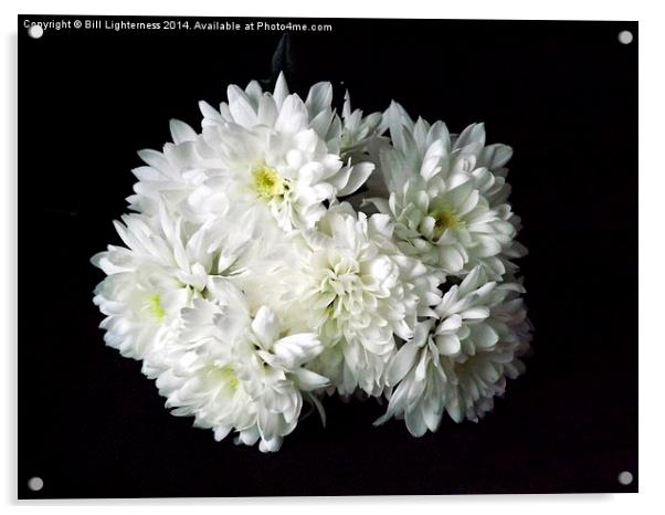 White Chrysanthemum Flowers 1 Acrylic by Bill Lighterness