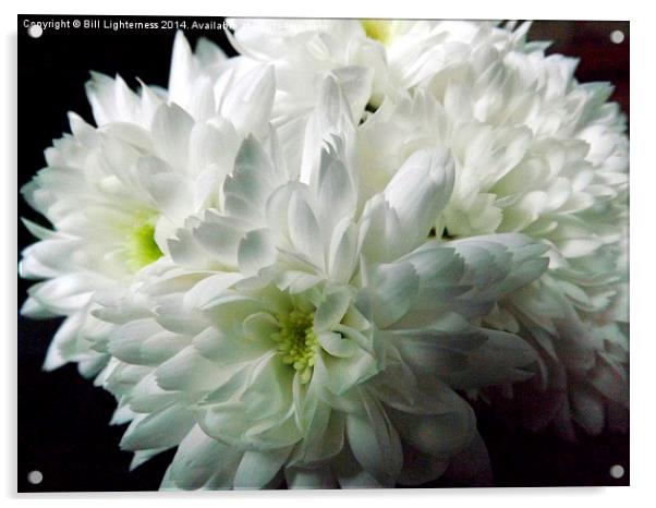 White Chrysanthemum Flowers 4 Acrylic by Bill Lighterness
