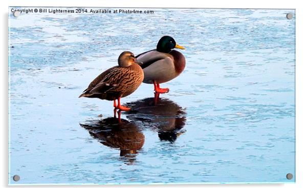 Two Ducks , Icy Reflections Acrylic by Bill Lighterness
