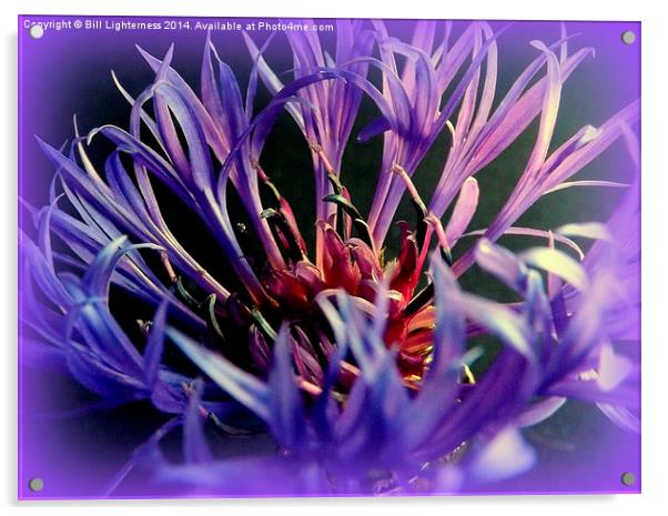 Cornflower , spiky blue Acrylic by Bill Lighterness