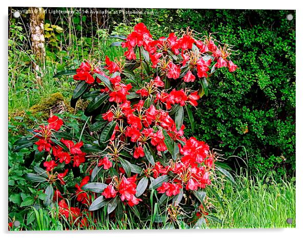 Beautiful Red Rhododendron Acrylic by Bill Lighterness