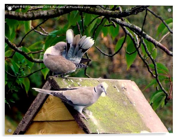  Doves a Cooing and Preening Acrylic by Bill Lighterness