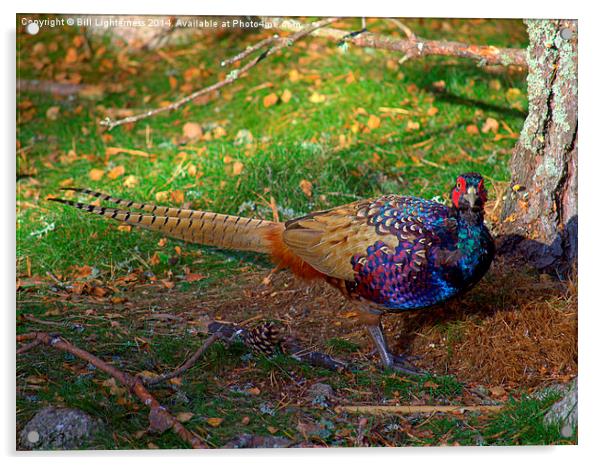  The Colourful Pheasant Acrylic by Bill Lighterness