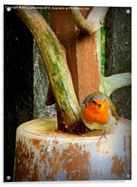  Robin on the Edge Acrylic by Bill Lighterness