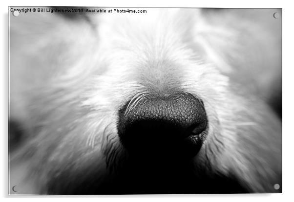  The Dogs Nose Acrylic by Bill Lighterness