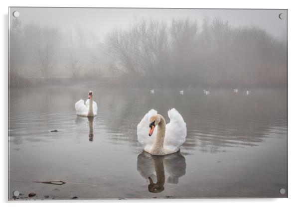 Swans in the Mist Acrylic by Purple OneTwoEight