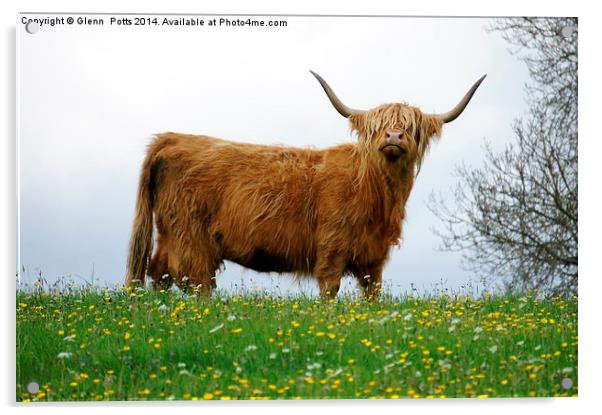 Highland Cow Acrylic by Glenn Potts