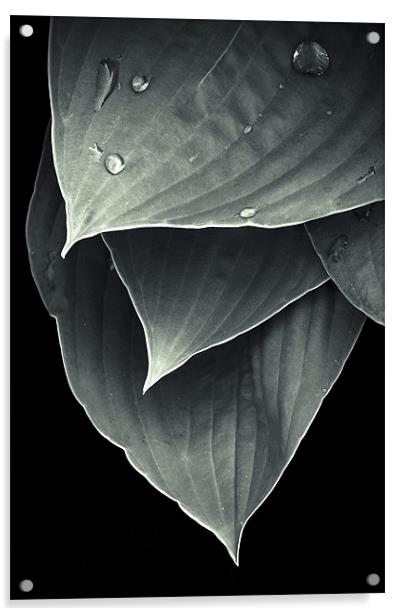 Foliage #2 Acrylic by Stanislovas Kairys