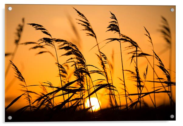Broads Sunrise Acrylic by Gail Sparks