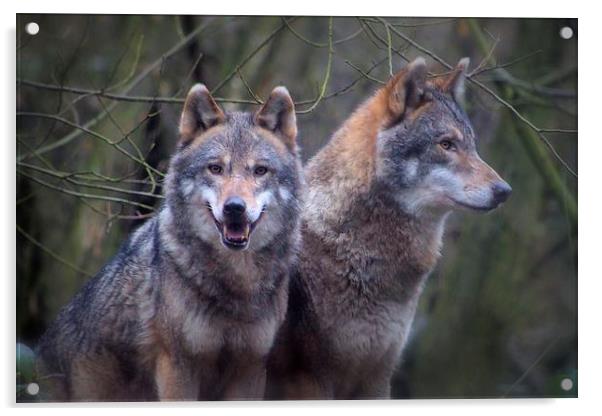 Wolves Acrylic by Paul Austen
