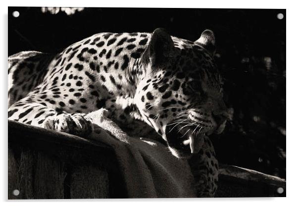 Jaguar Acrylic by Paul Austen