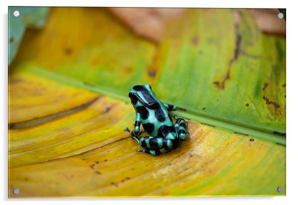 Green and Black Poison Dart Frog Acrylic by Anne Rodkin