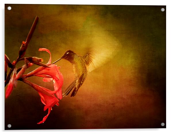 Wings In Motion Acrylic by Anne Rodkin