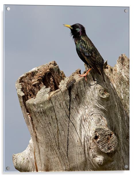 Starling On Dead Tree Acrylic by Anne Rodkin