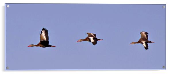 Black Bellied Whistling Ducks In Flight Acrylic by Anne Rodkin