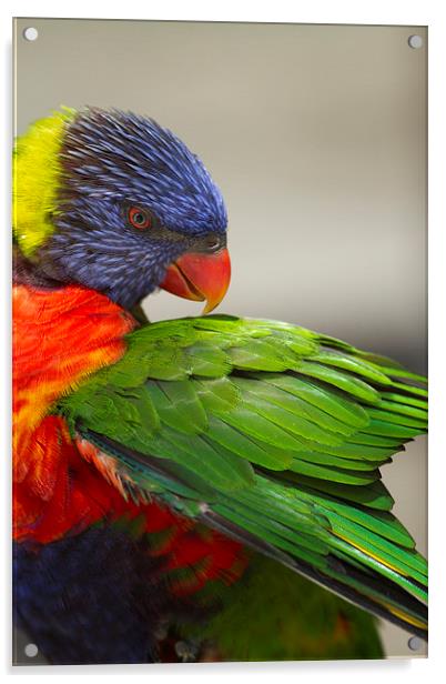 Macaw Preening Acrylic by Anne Rodkin