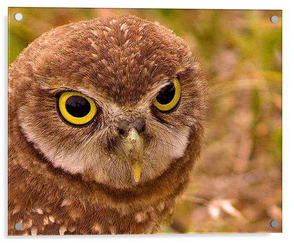 Burrowing Owl Portrait Acrylic by Anne Rodkin