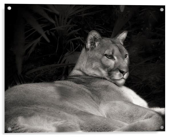 Florida Panther Acrylic by Anne Rodkin