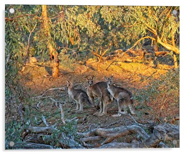 3 Kangaroos, Canberra, Austrlalia Acrylic by Steven Ralser
