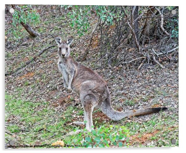 Kangaroo, Canberra, Austrlalia Acrylic by Steven Ralser