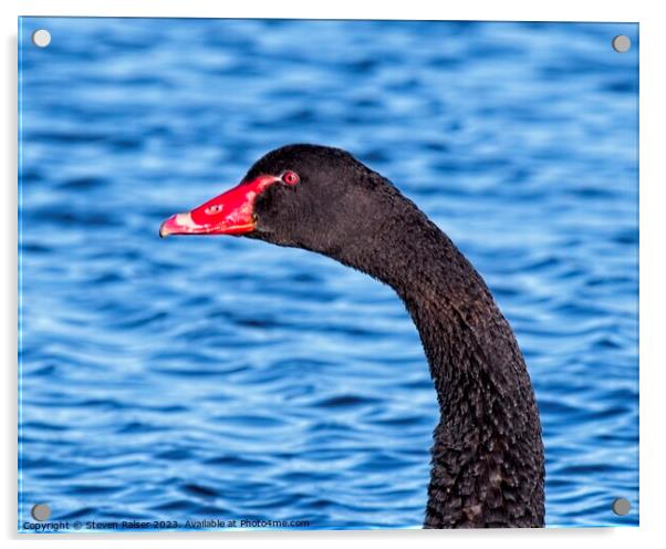 Black Swan Head Acrylic by Steven Ralser