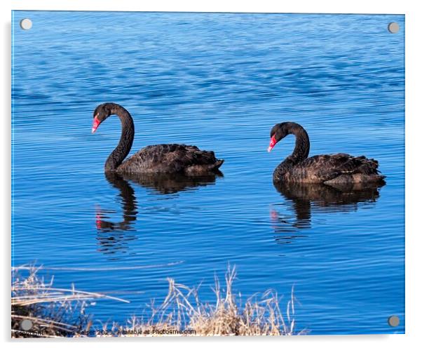 Black Swans 2, Canberra, Australia Acrylic by Steven Ralser
