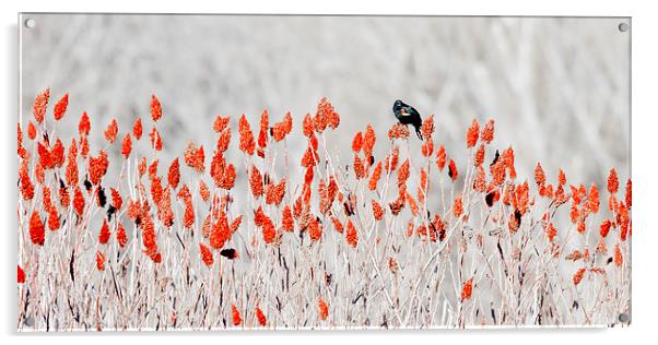 red-winged blackbird Acrylic by Steven Ralser